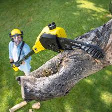 Best Hedge Trimming  in Mineola, NY