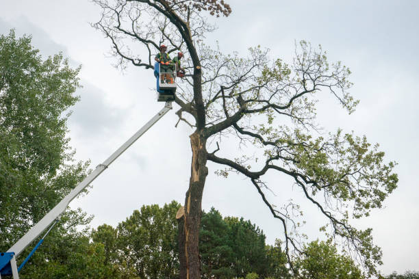 Best Firewood Processing and Delivery  in Mineola, NY