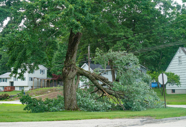 Best Lawn Dethatching  in Mineola, NY