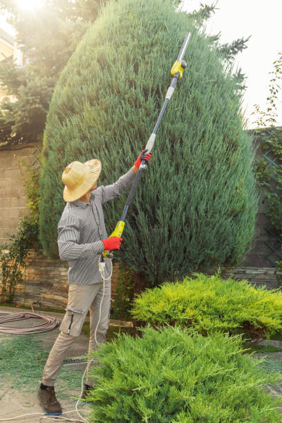 Best Sod Installation  in Mineola, NY