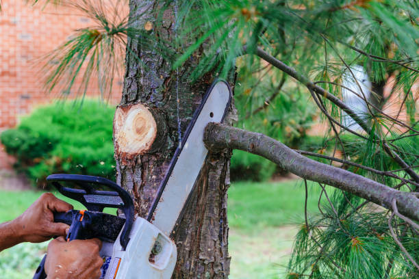 Best Tree Mulching  in Mineola, NY